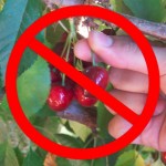 no_cherry_picking